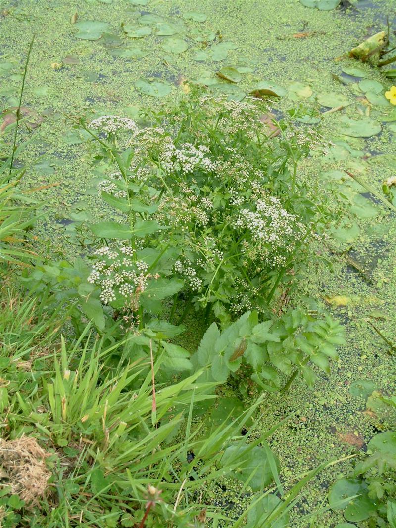 Berula erecta (door Adrie van Heerden)