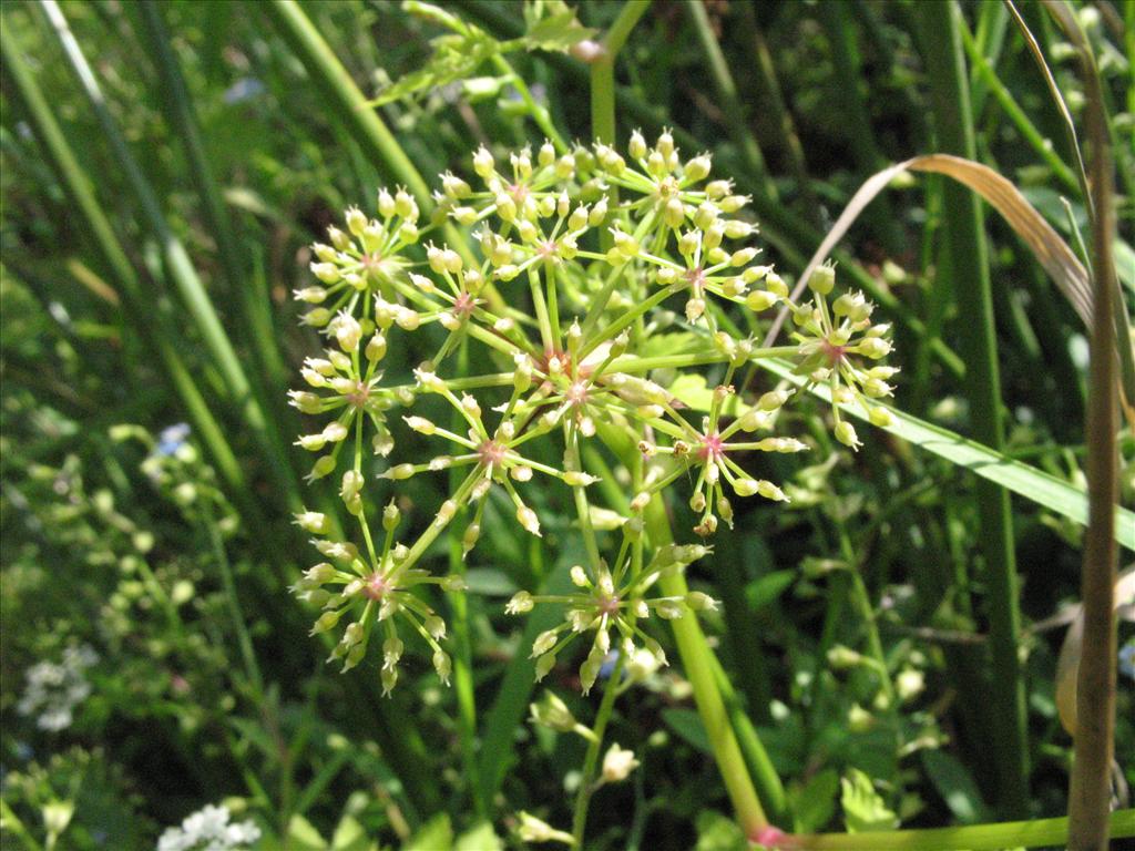 Berula erecta (door Gertjan van Mill)