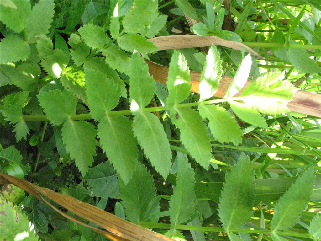 Berula erecta (door Gertjan van Mill)