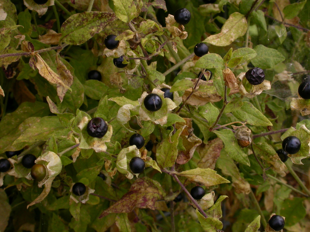 Silene baccifera (door Peter Meininger)