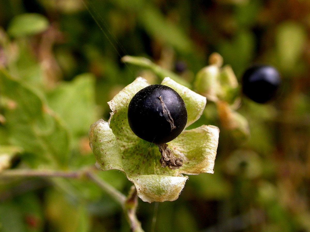 Silene baccifera (door Peter Meininger)