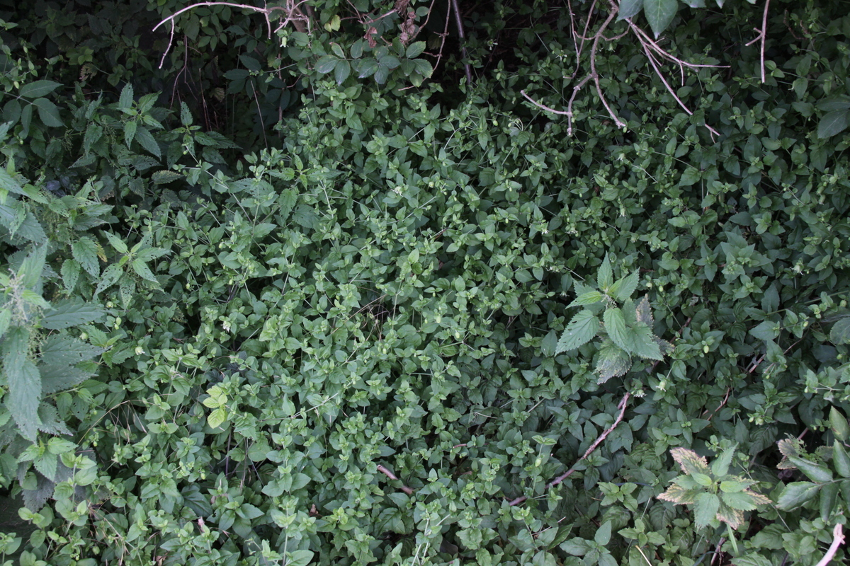 Silene baccifera (door Peter Meininger)