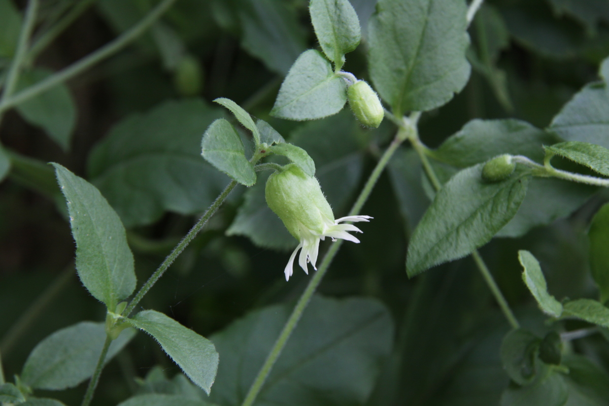 Silene baccifera (door Peter Meininger)