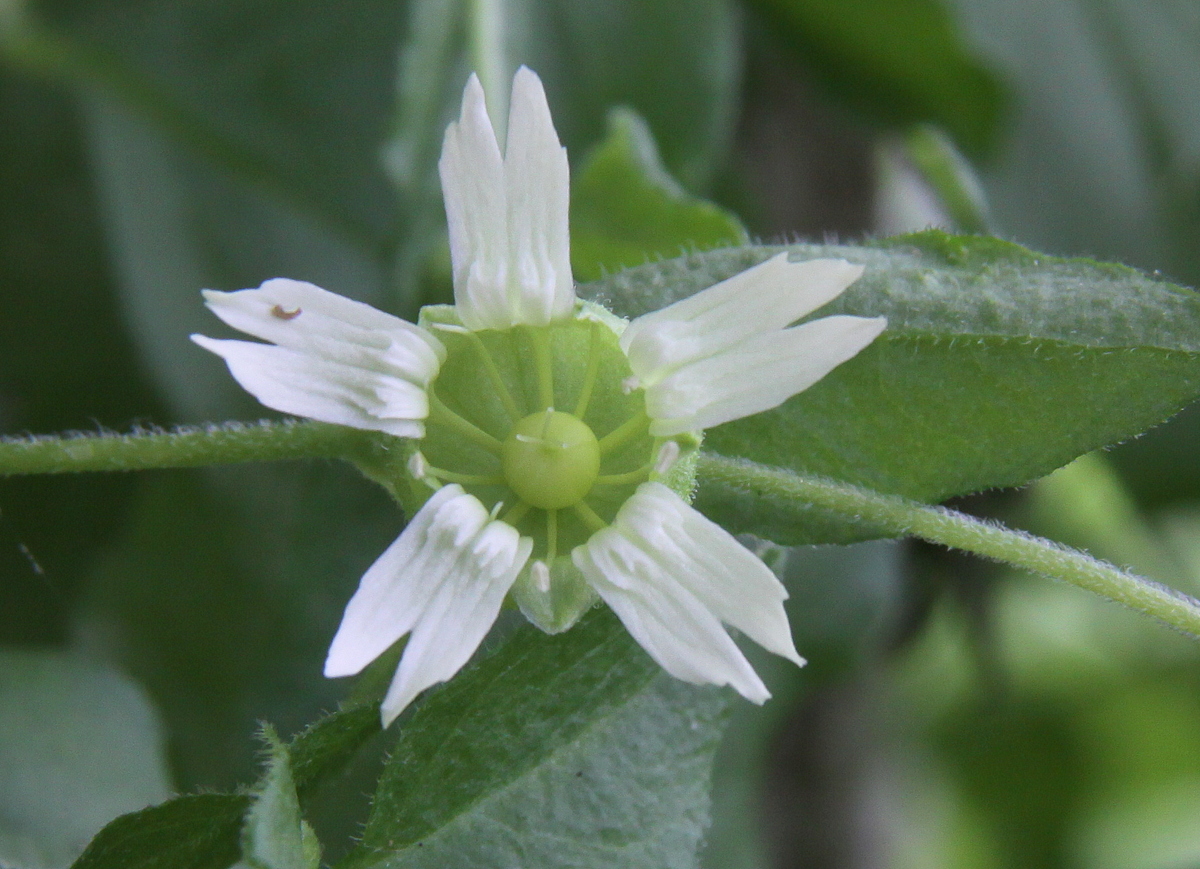 Silene baccifera (door Peter Meininger)