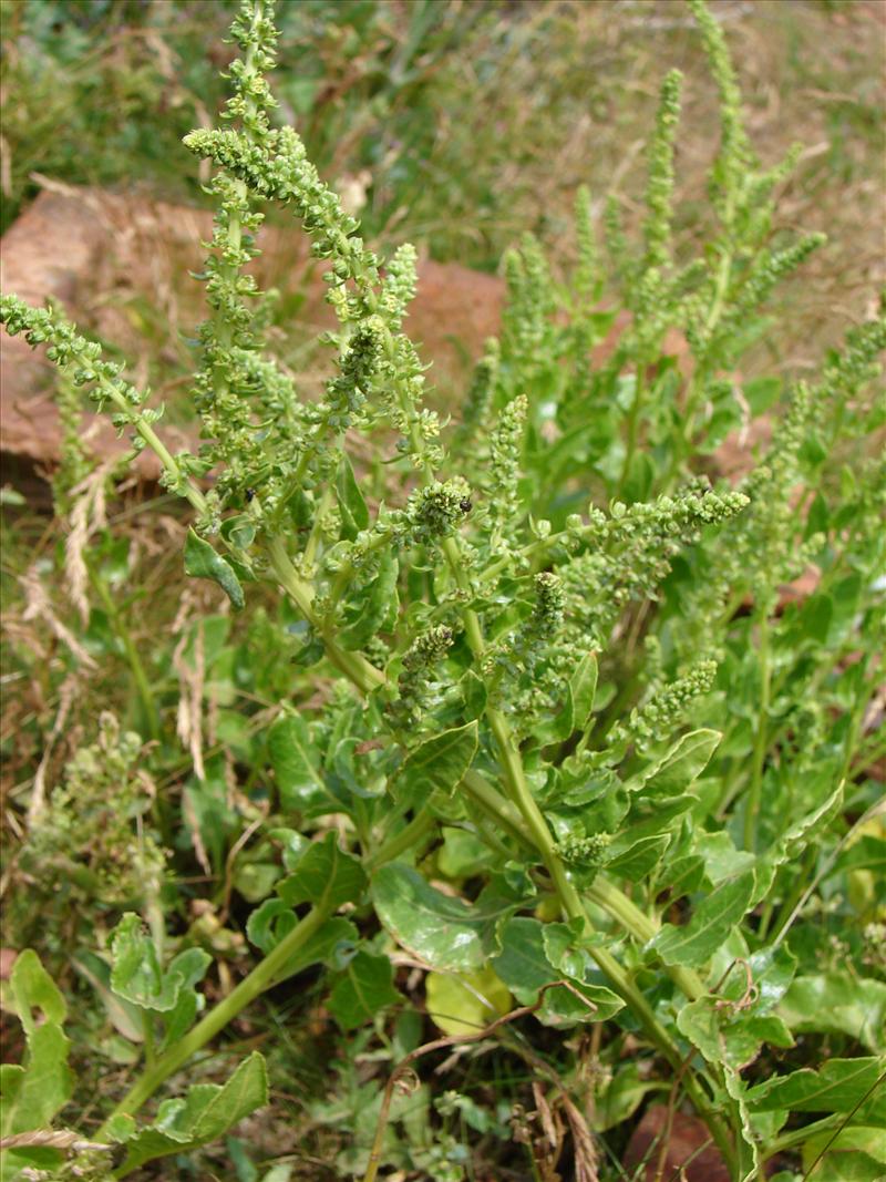 Beta vulgaris subsp. maritima (door Adrie van Heerden)