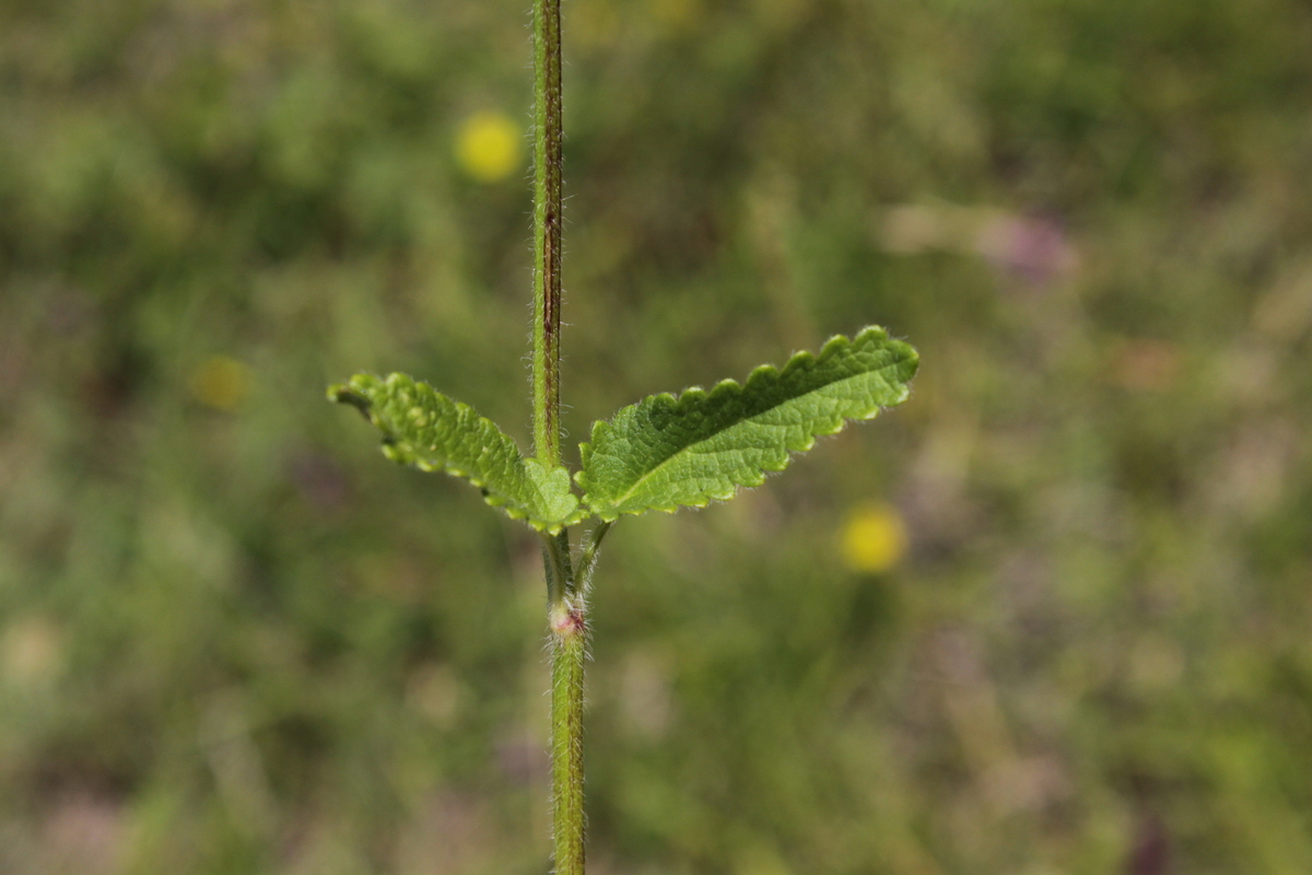 Betonica officinalis (door Peter Meininger)