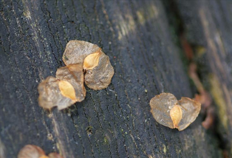 Betula pendula (door Adrie van Heerden)