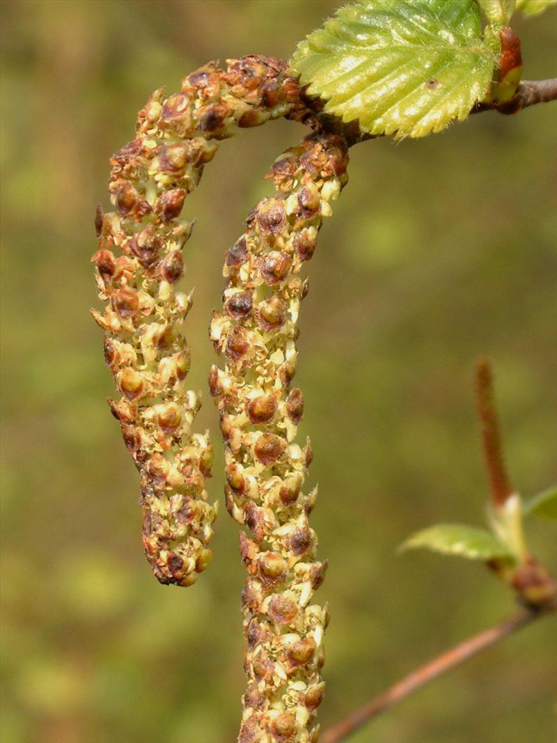 Betula pubescens (door Adrie van Heerden)