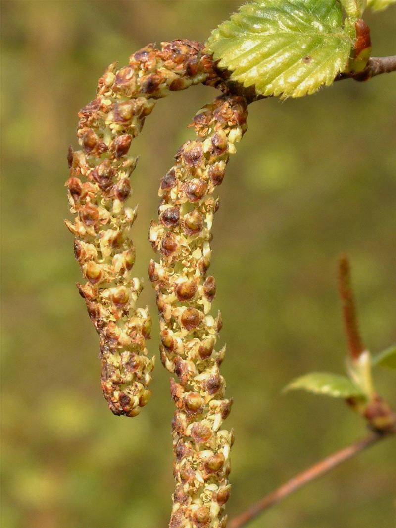 Betula pubescens (door Adrie van Heerden)