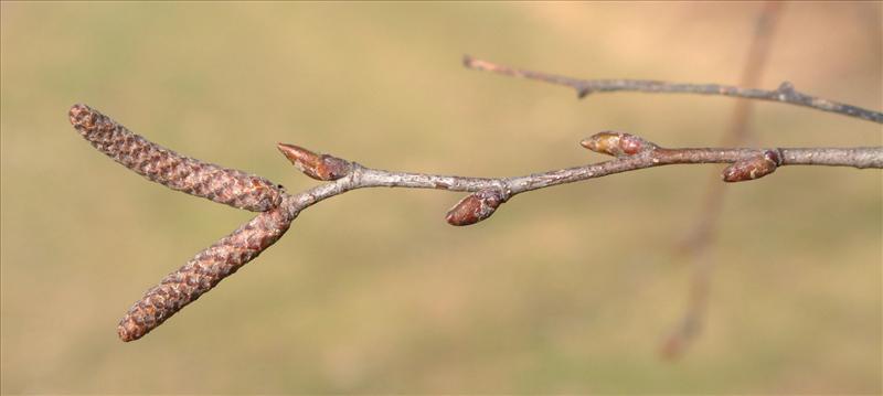 Betula pubescens (door Adrie van Heerden)