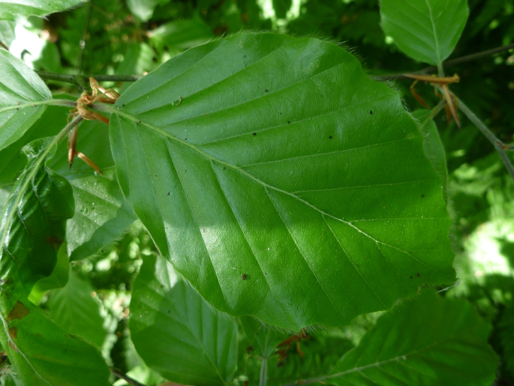 Fagus sylvatica (door Cor Nonhof)