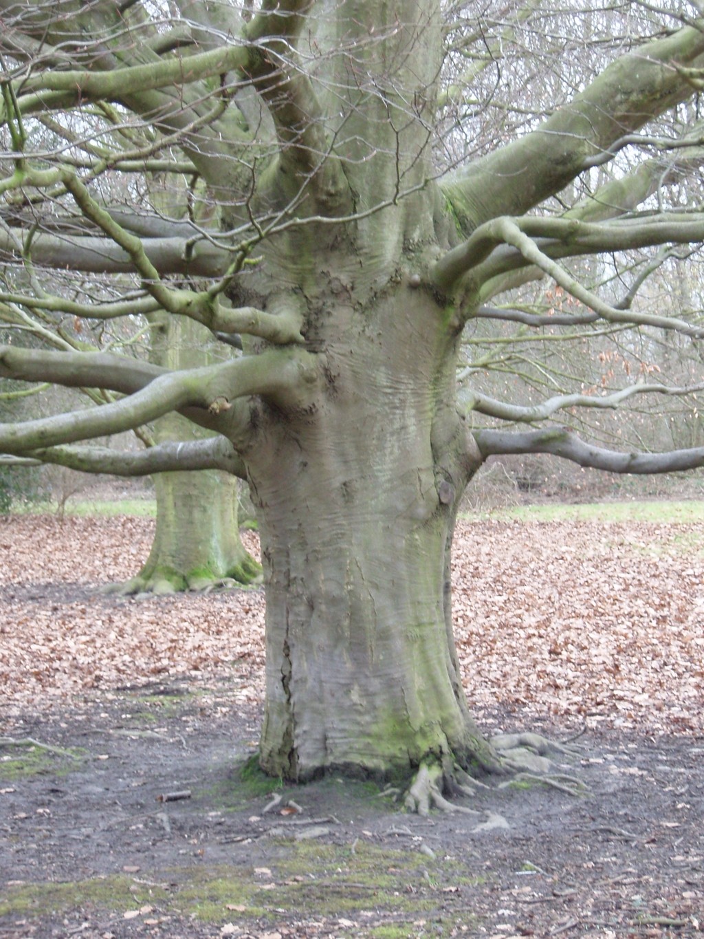 Fagus sylvatica (door Cor Nonhof)