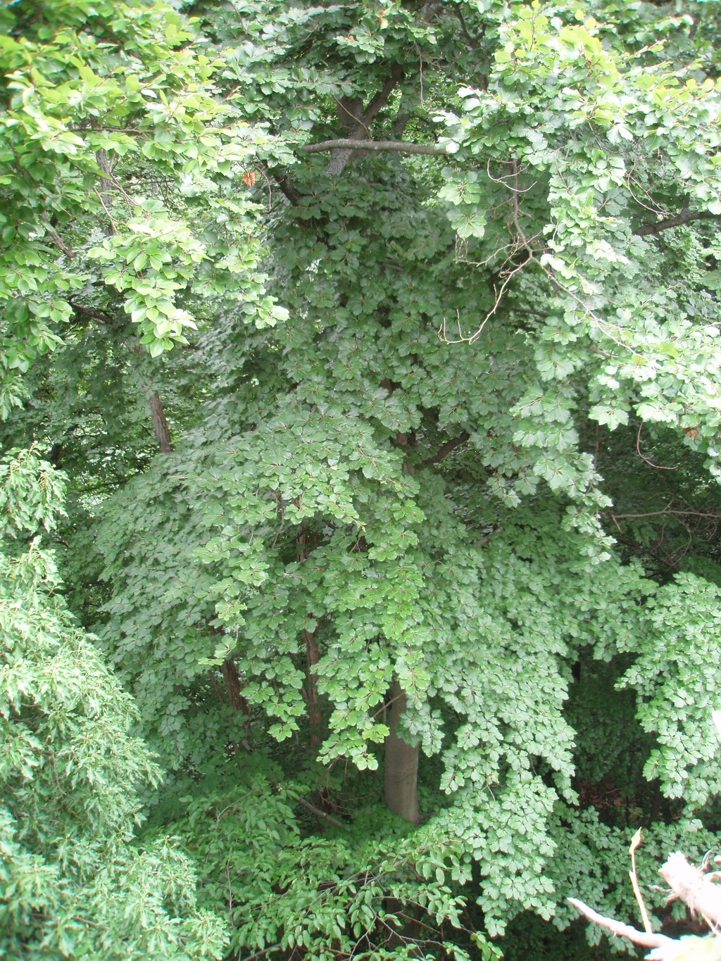 Fagus sylvatica (door Cor Nonhof)