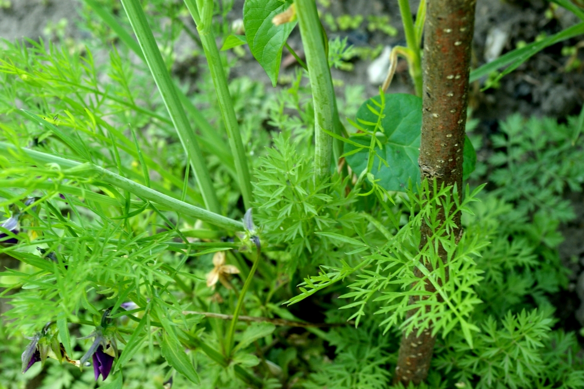 Oenanthe pimpinelloides (door Joke Schaminée-Sluis)