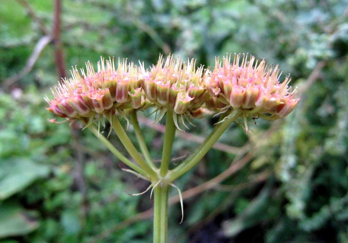 Oenanthe pimpinelloides (door Joke Schaminée-Sluis)