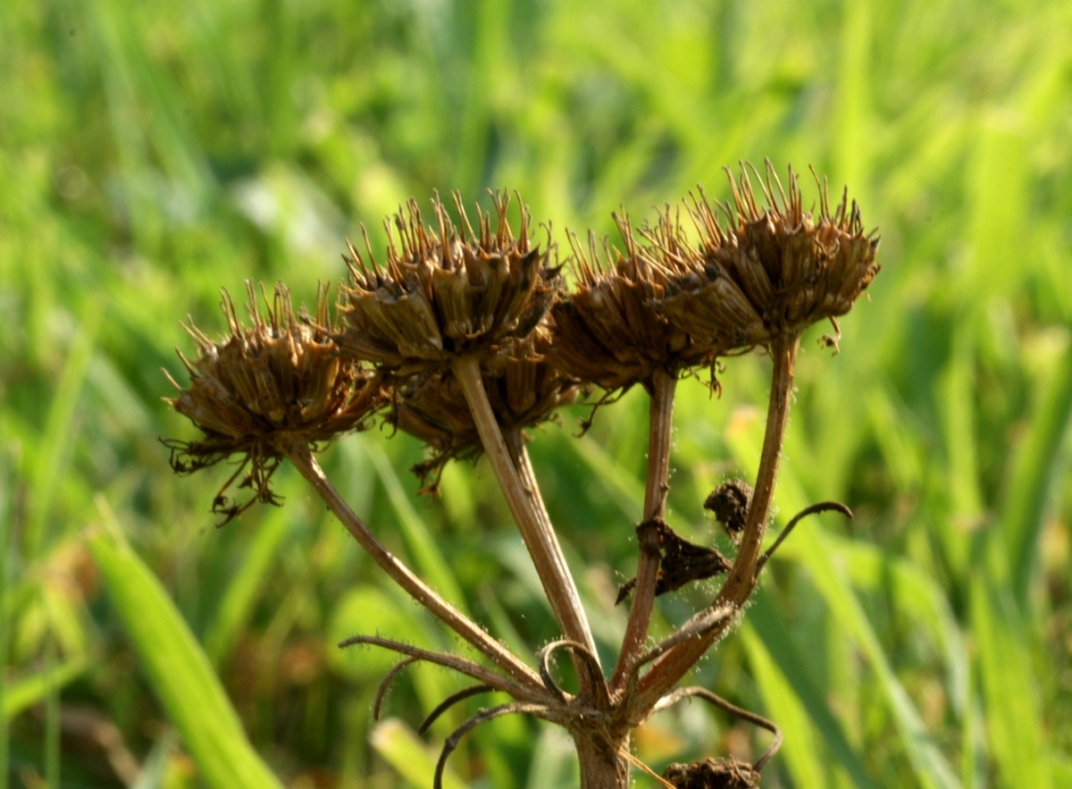 Oenanthe pimpinelloides (door Joke Schaminée-Sluis)