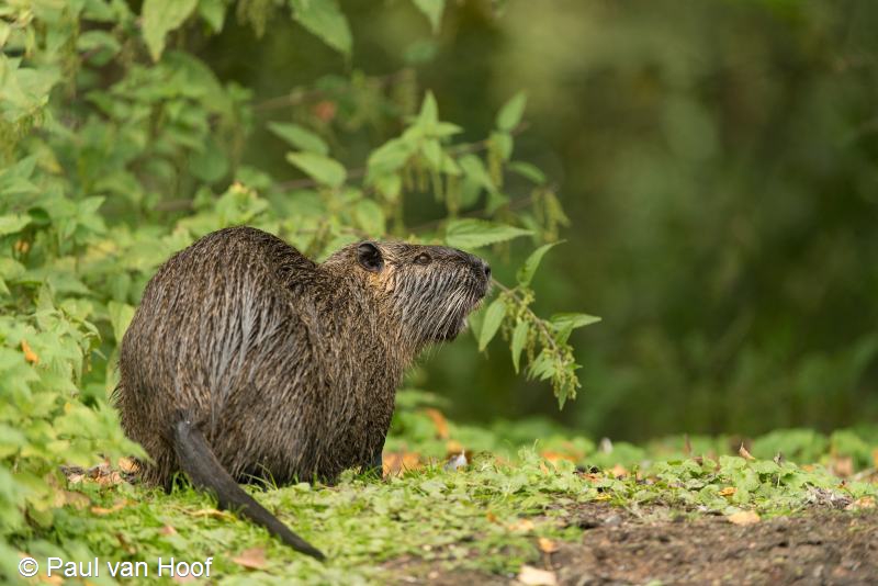 Myocastor coypus (door Paul van Hoof)