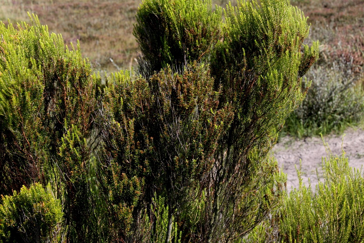 Erica scoparia (door Peter Meininger)