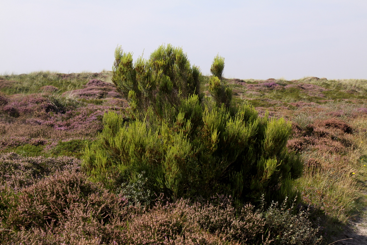 Erica scoparia (door Peter Meininger)