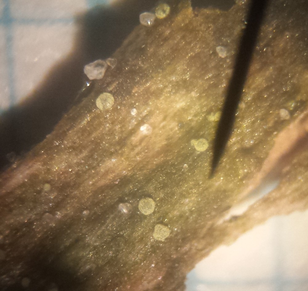 Biatorella flavella (door Bart Hessen)