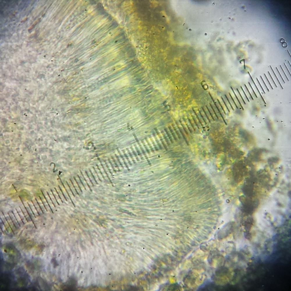 Biatorella flavella (door Bart Hessen)