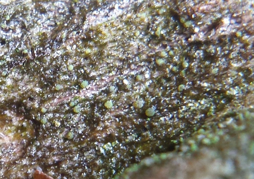 Biatorella flavella (door Bart Hessen)