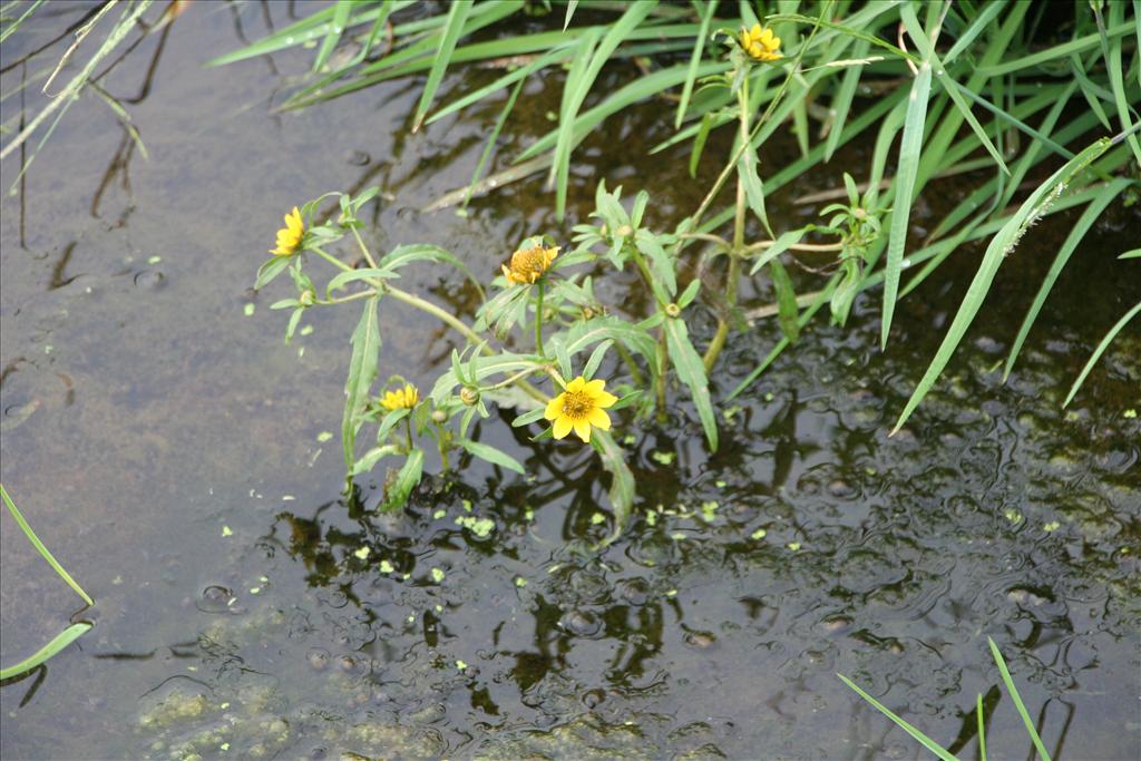 Bidens cernua (door Pieter Stolwijk)