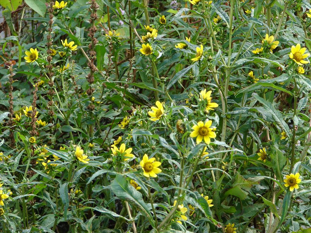 Bidens cernua (door Adrie van Heerden)