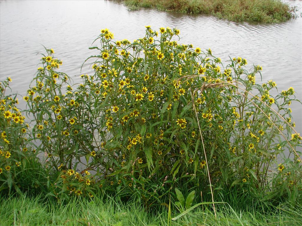 Bidens cernua (door Adrie van Heerden)