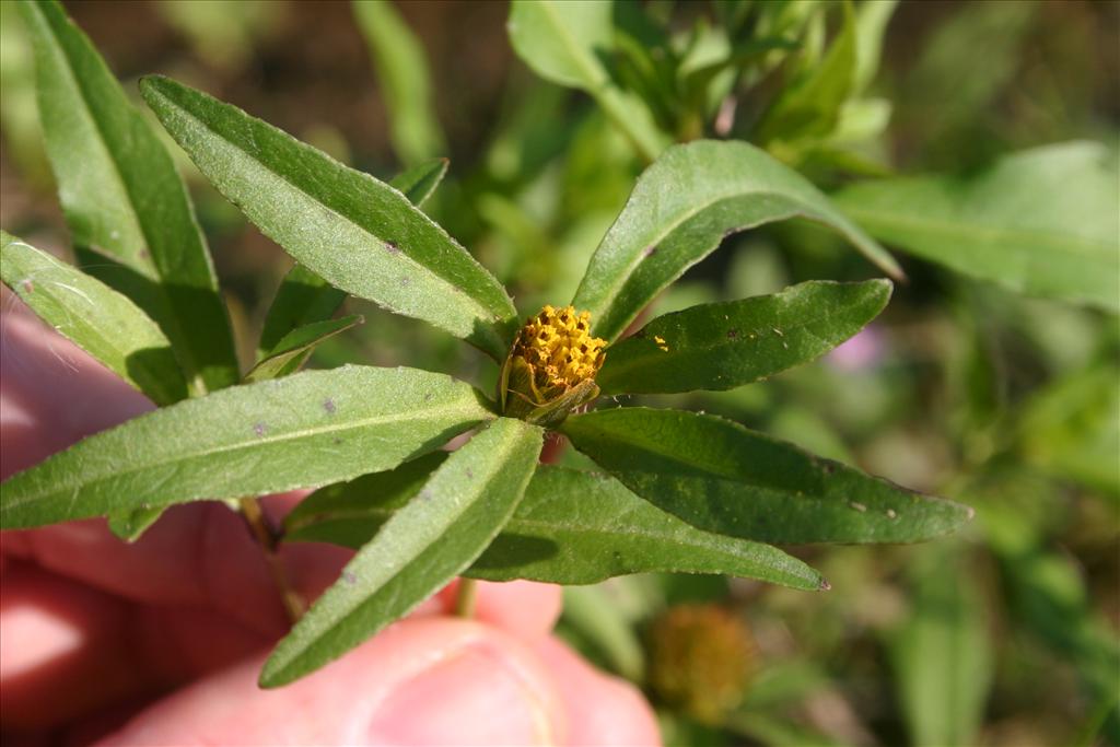 Bidens connata (door Niels Jeurink)