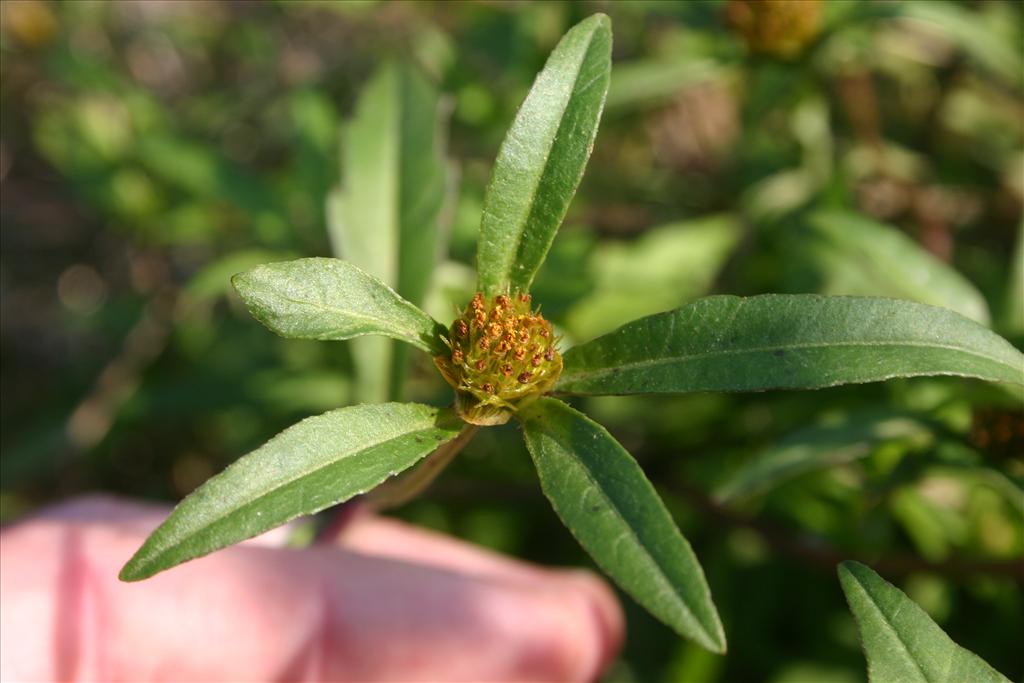 Bidens connata (door Niels Jeurink)