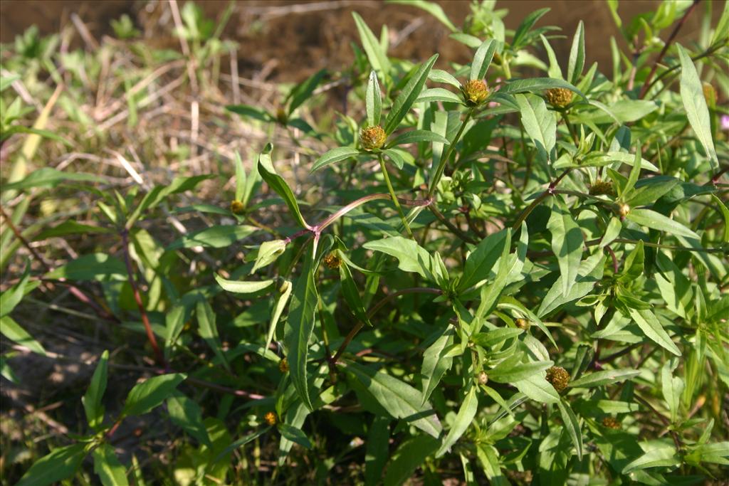 Bidens connata (door Niels Jeurink)