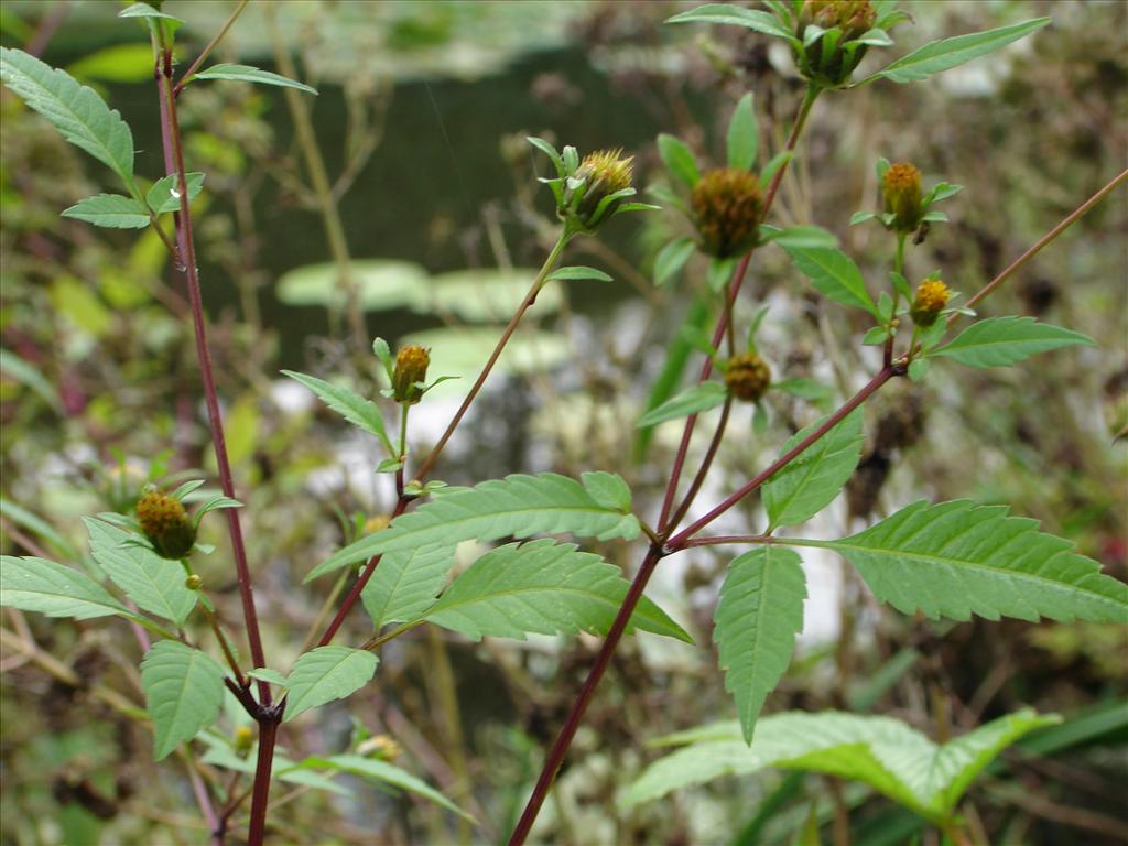 Bidens frondosa (door Adrie van Heerden)