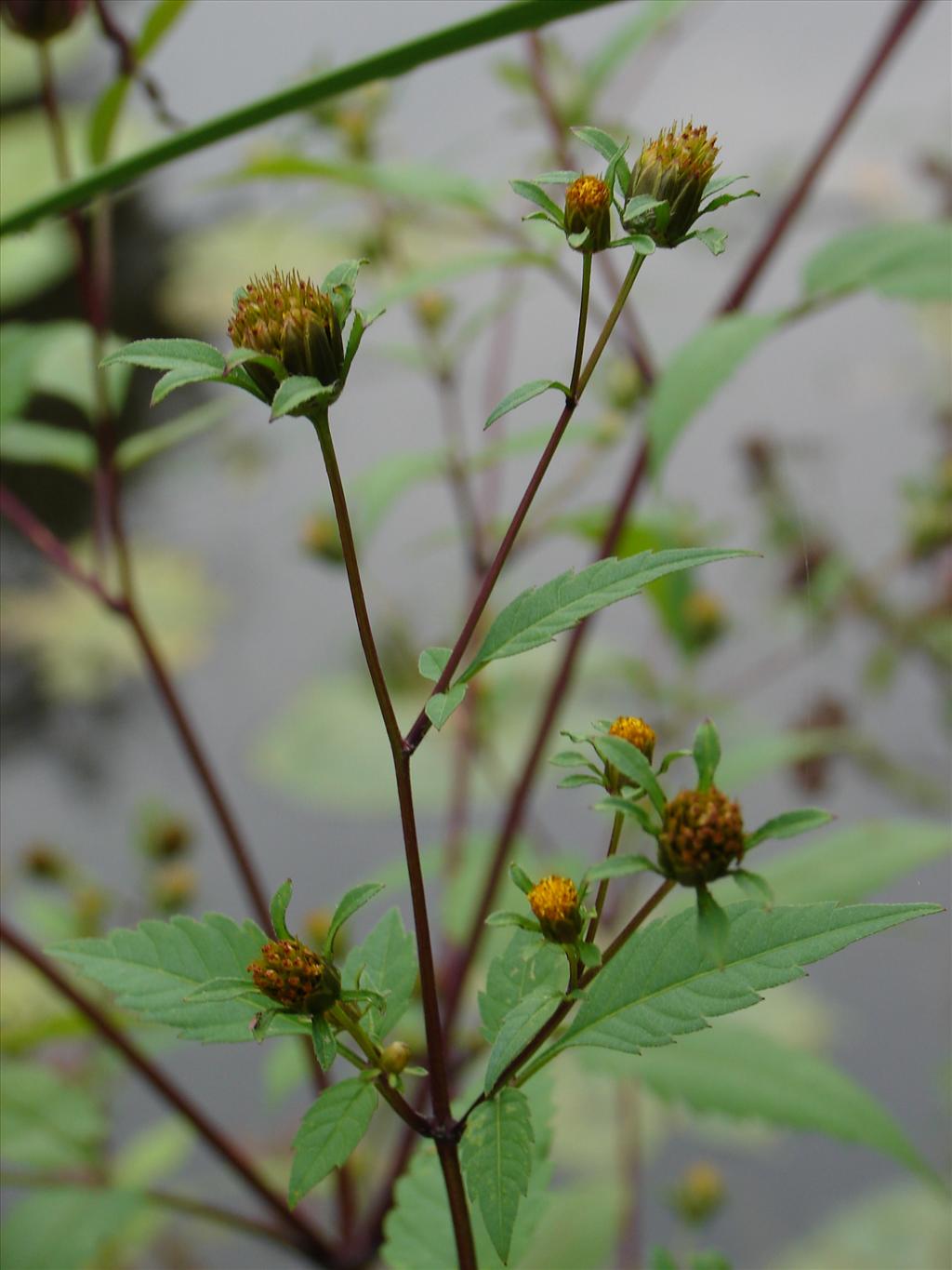 Bidens frondosa (door Adrie van Heerden)