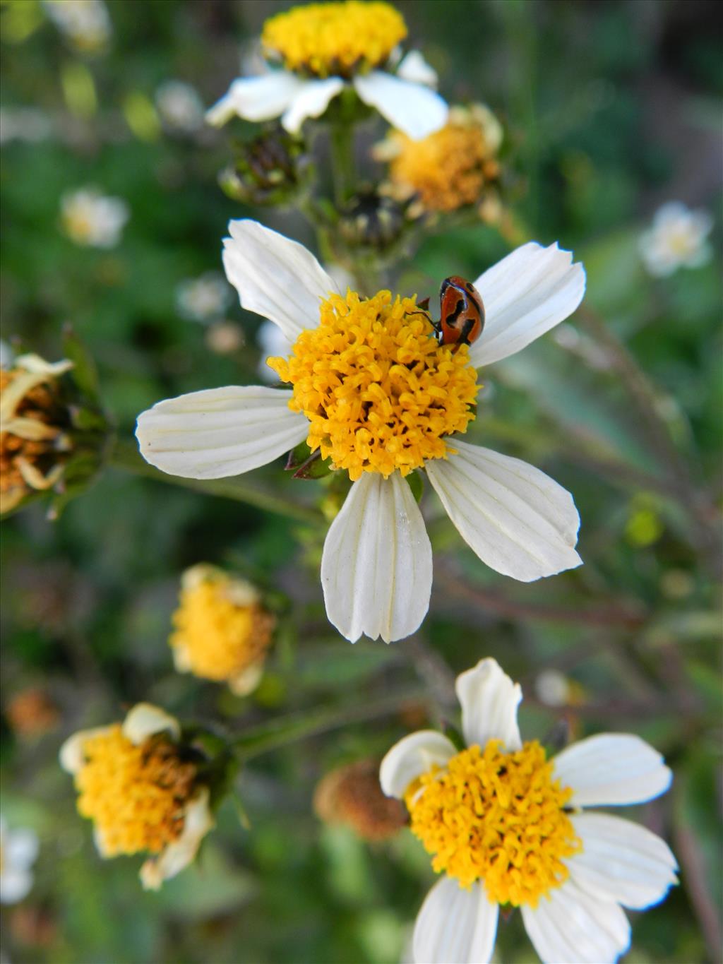 Bidens pilosa (door Rutger Barendse)