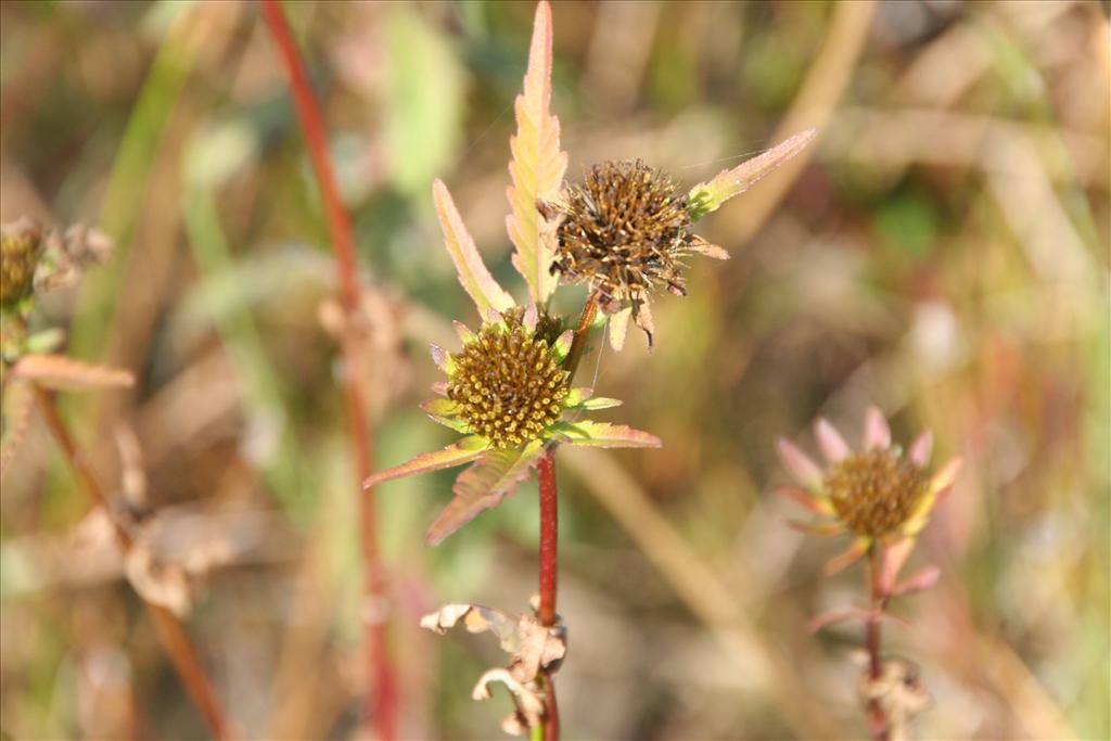 Bidens radiata (door Pieter Stolwijk)