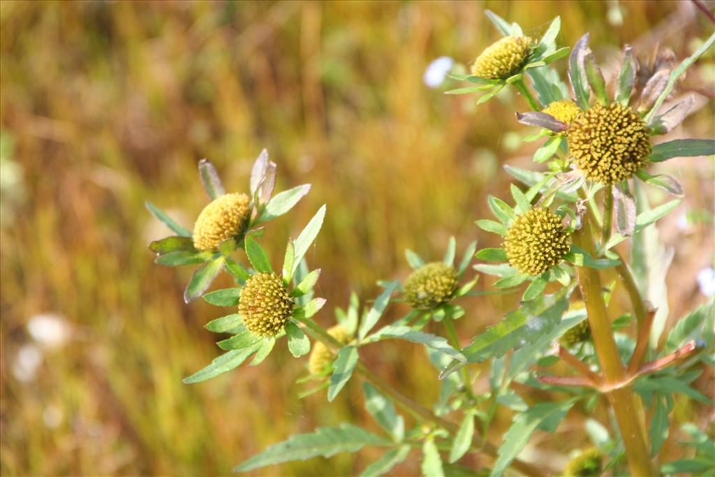 Bidens radiata (door Pieter Stolwijk)