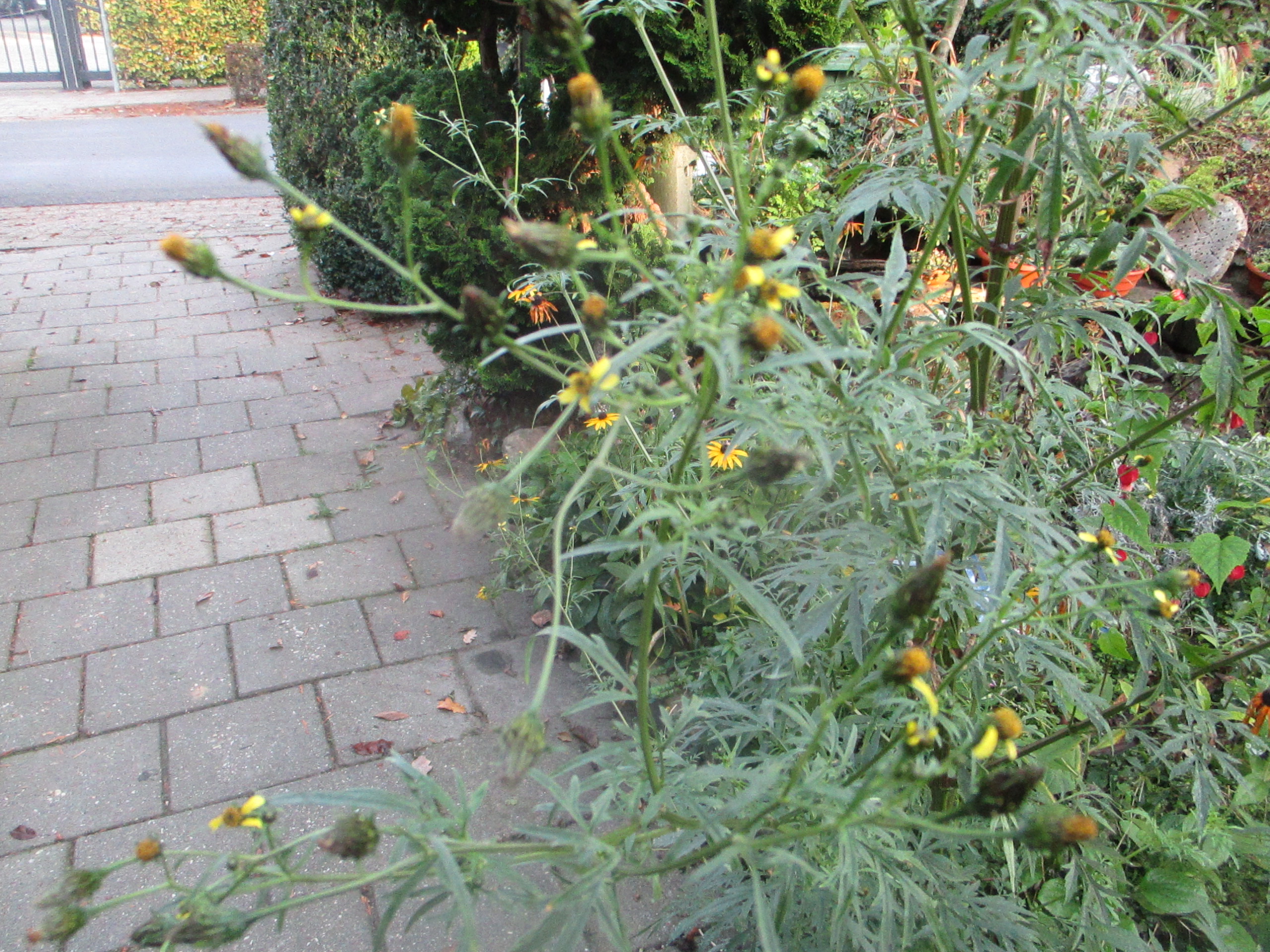 Bidens subalternans (door Toon Verrijdt)