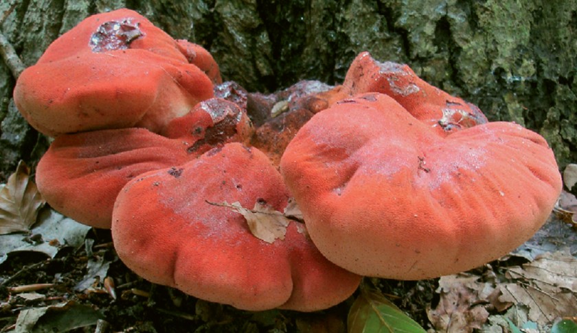 Fistulina hepatica (door Maurice van der Molen)