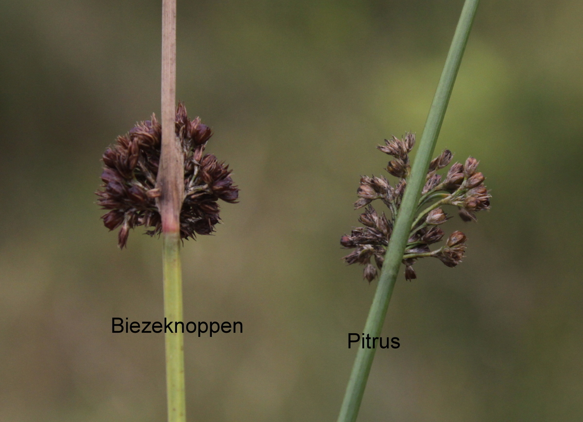 Juncus effusus (door Peter Meininger)