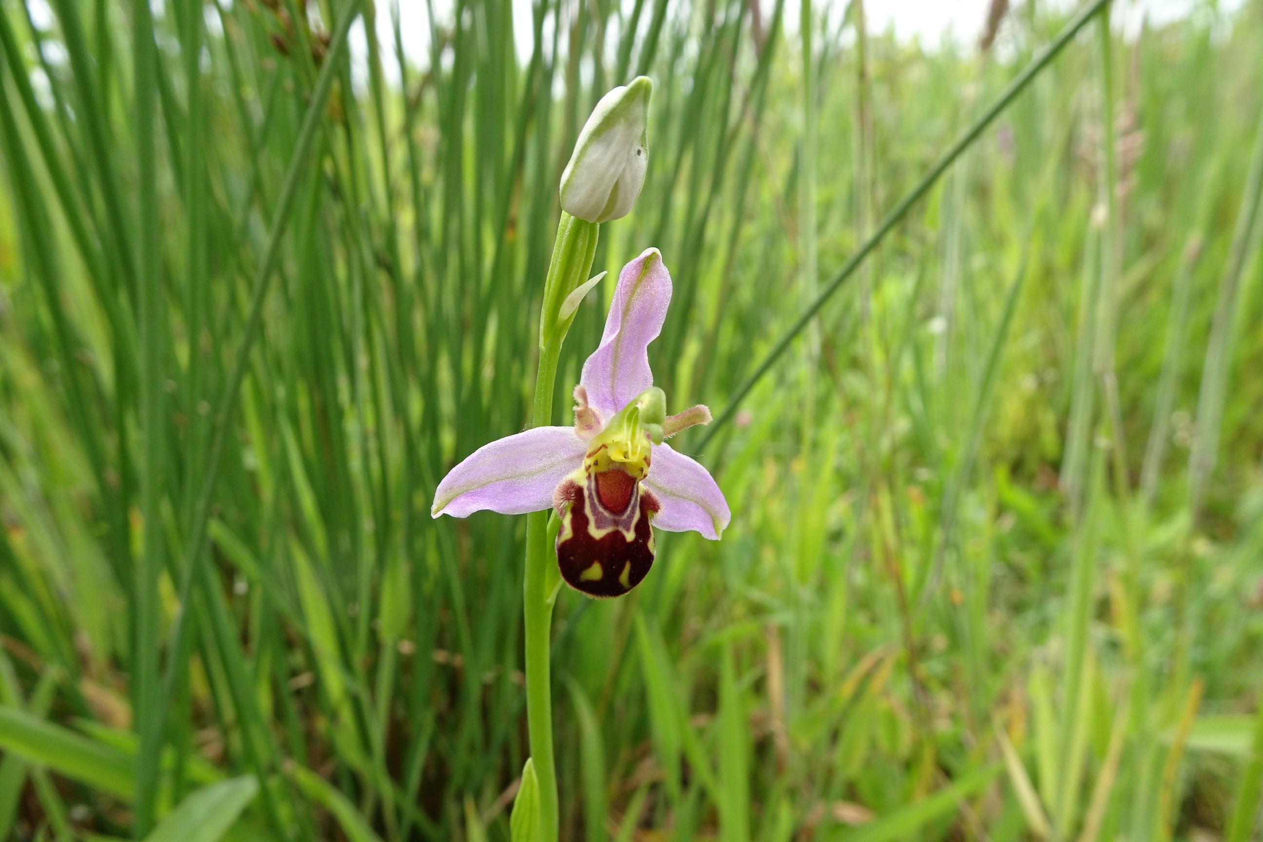 Ophrys apifera (door Elza van Dorsser-Benne)