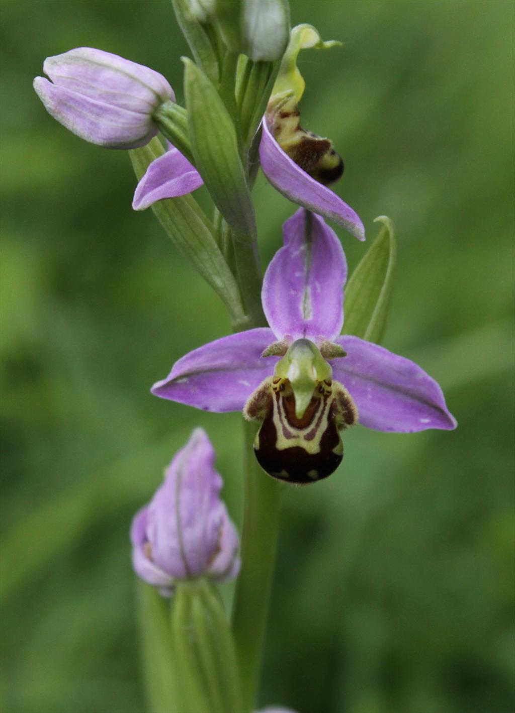 Ophrys apifera (door Peter Meininger)