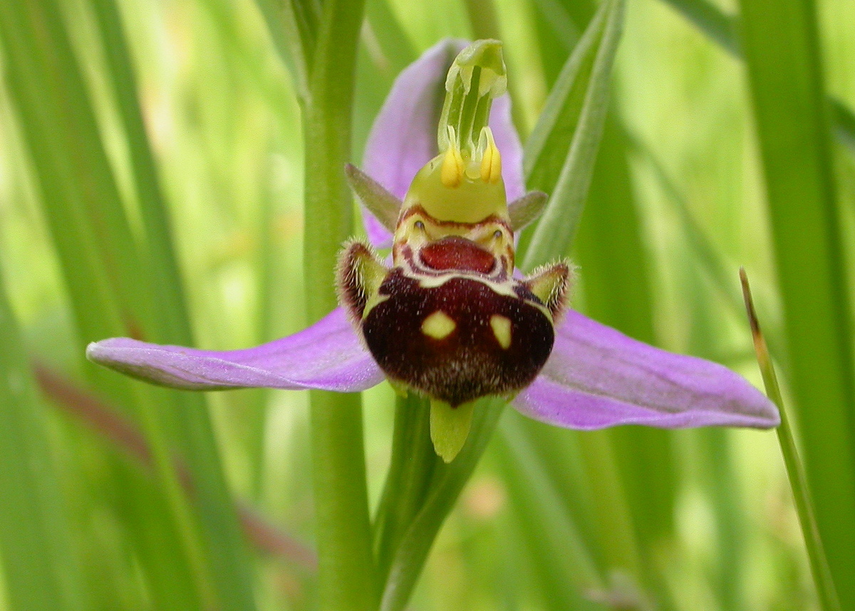 Ophrys apifera (door Peter Meininger)