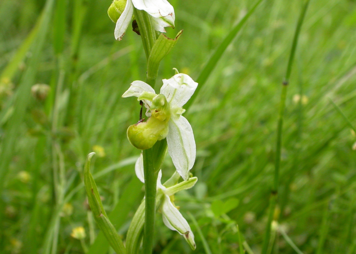 Ophrys apifera (door Peter Meininger)