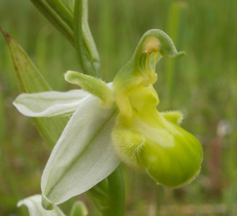 Ophrys apifera (door Maarten Langbroek)