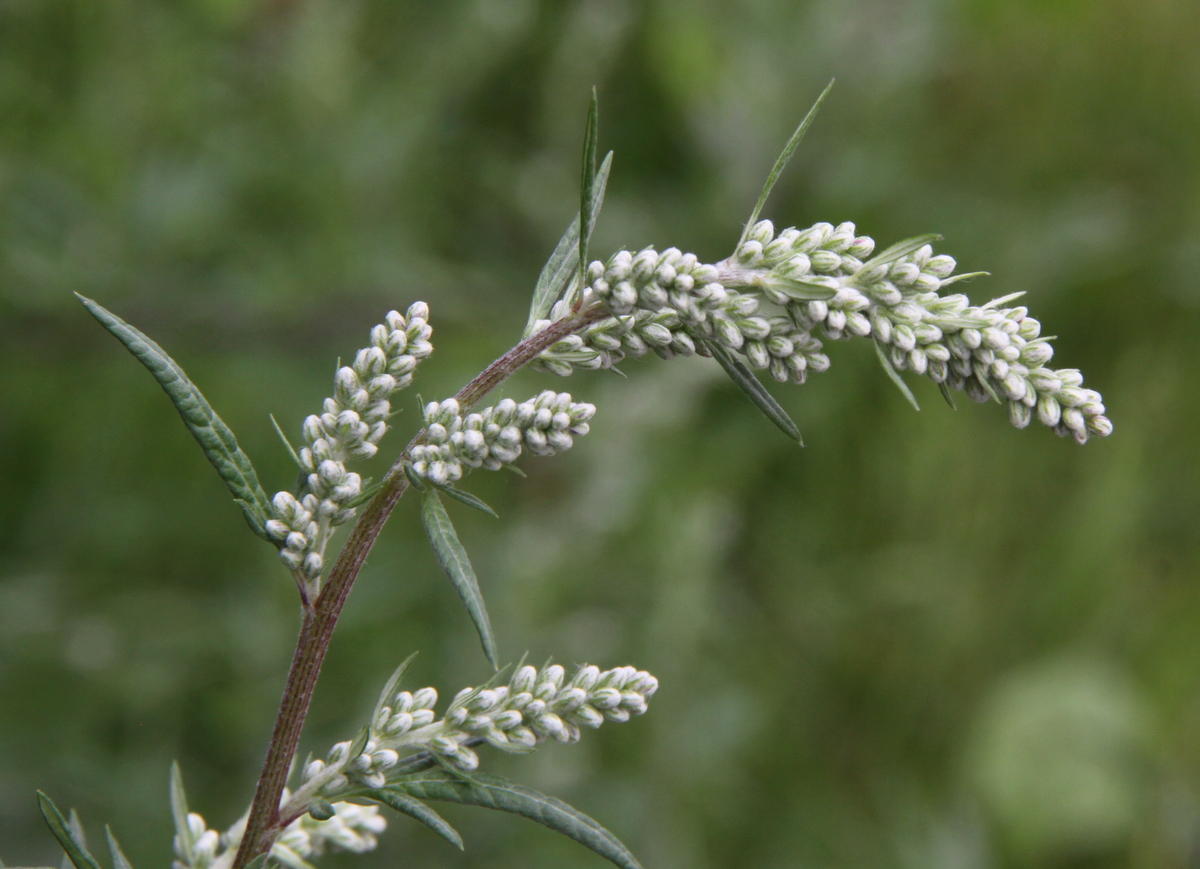 Artemisia vulgaris (door Peter Meininger)