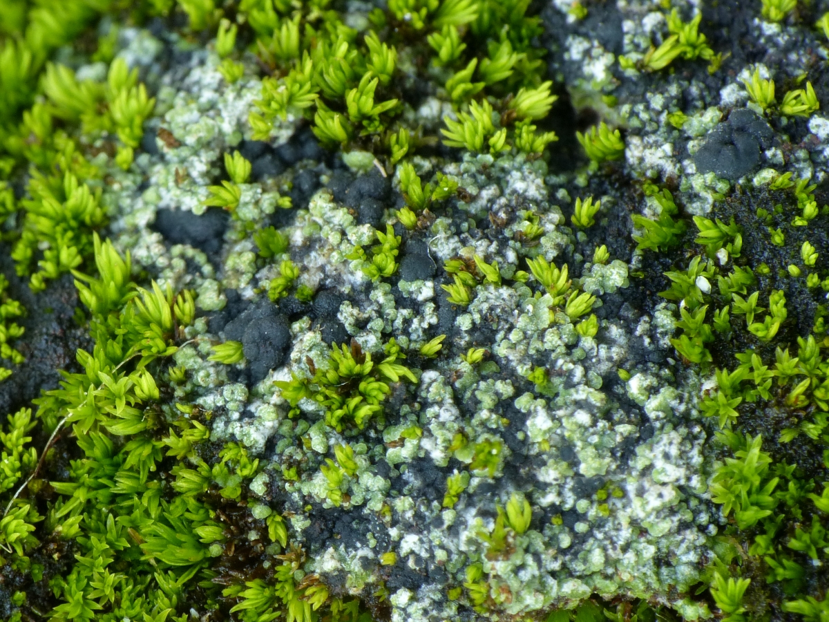 Bilimbia lobulata (door Henk-Jan van der Kolk)