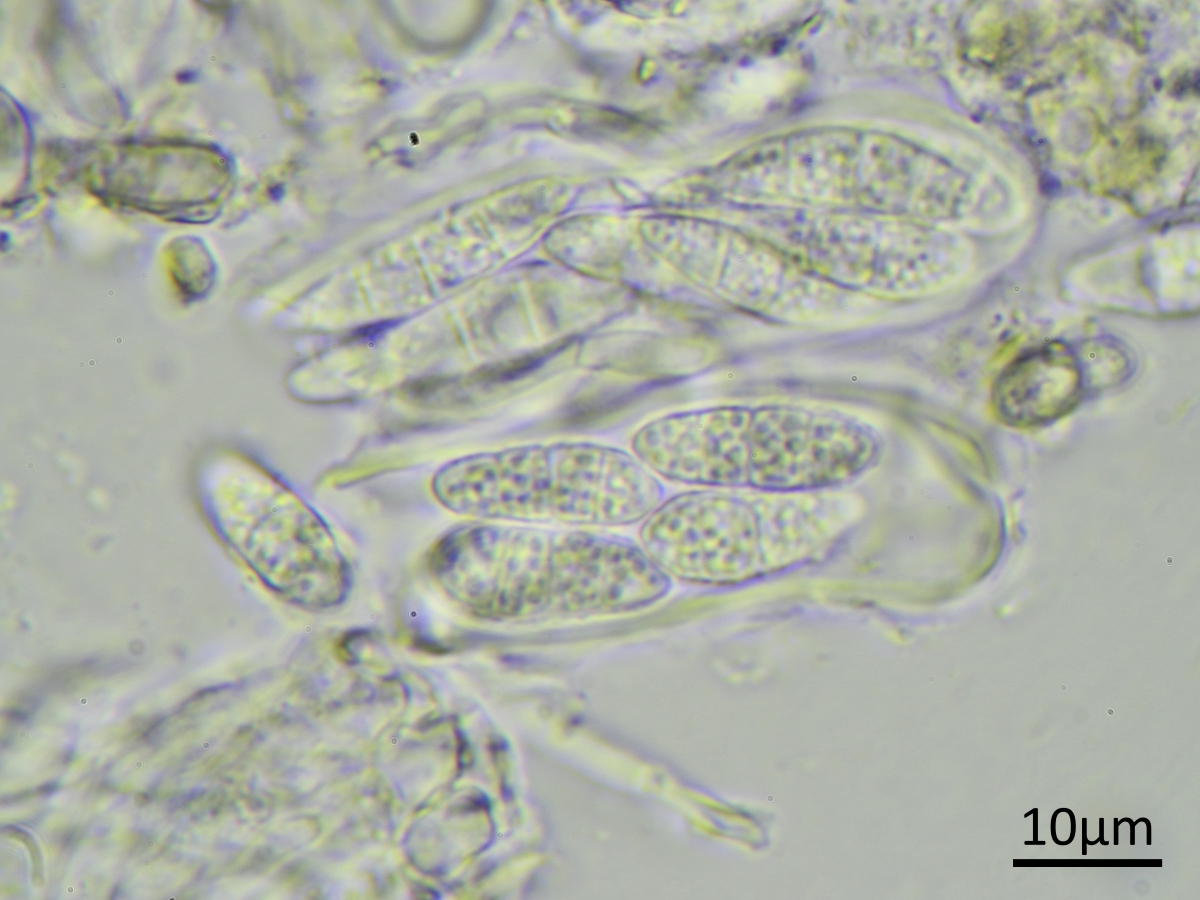 Bilimbia lobulata (door Henk-Jan van der Kolk)