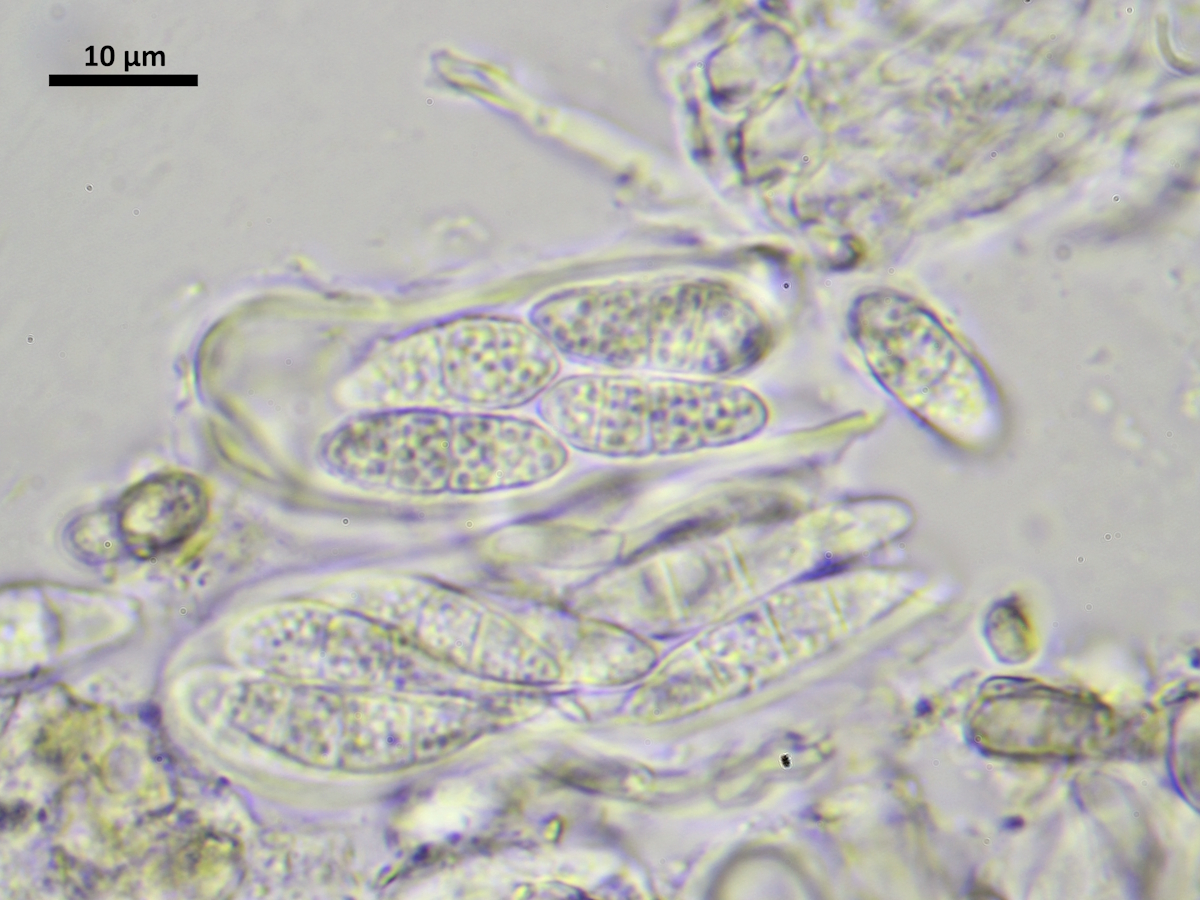 Bilimbia lobulata (door Henk-Jan van der Kolk)