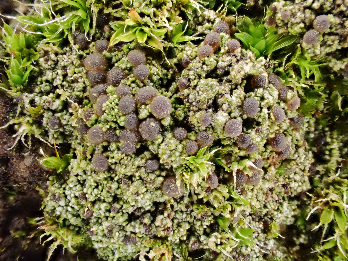 Bilimbia sabuletorum (door Arne van Wingerden)